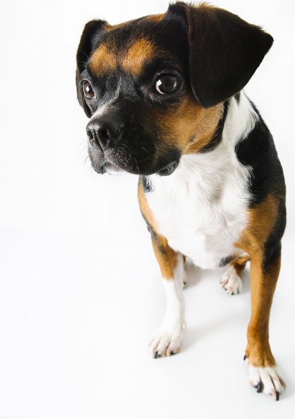 Boglen Boglen Terrier Dog Breed Health, Temperament, Grooming, Feeding and ...