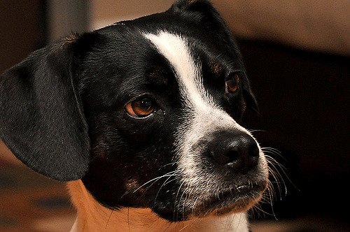 Boglen Boglen Terrier Dog Breed Health, Temperament, Grooming, Feeding and ...