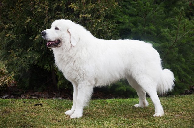 Polish Tatra Sheepdog Information and Pictures - PetGuide | PetGuide