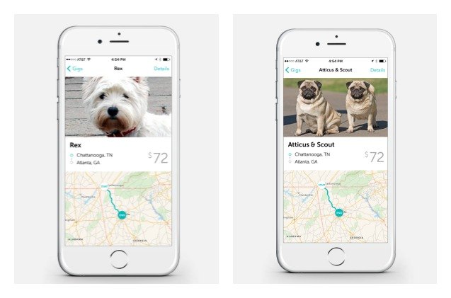 roadie app helps canine cancer patients get to vet appointments