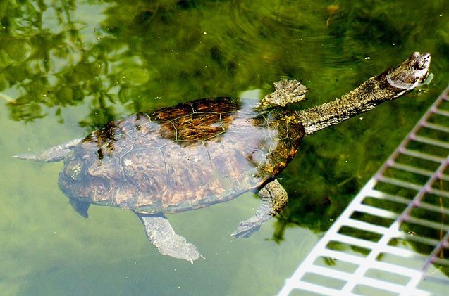 Argentine SnakeNecked Turtle Information and Pictures PetGuide