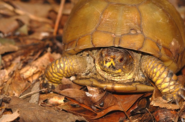 Three-Toed Box Turtle Information and Pictures - PetGuide | PetGuide