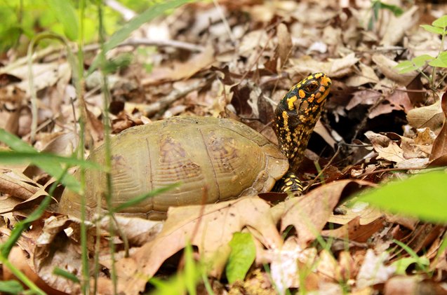 Three-Toed Box Turtle Information and Pictures - PetGuide | PetGuide