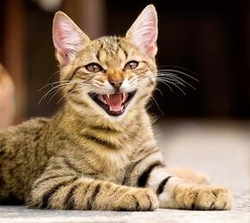 purr fect guide to the sounds your cat makes