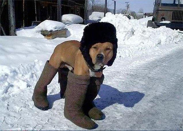 11 dogs that know winter is coming