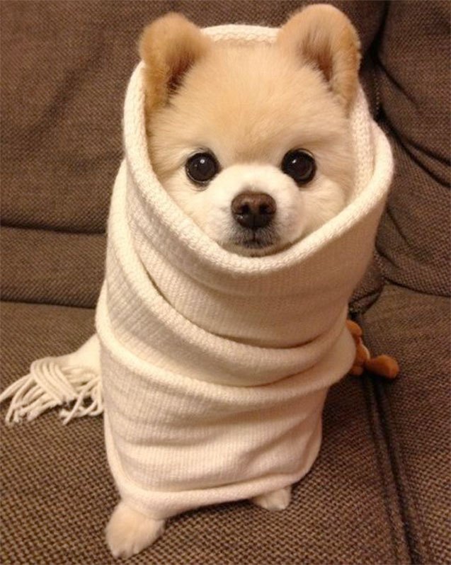 11 dogs that know winter is coming