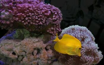 Coral Reef-Safe Fish Species for Saltwater Tanks