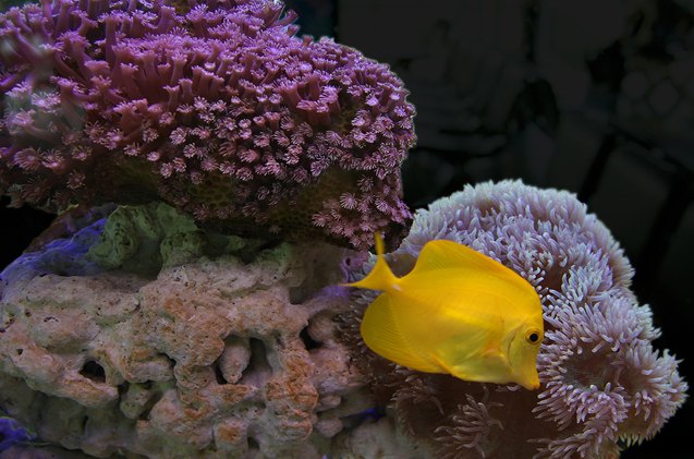 coral reef safe fish species for saltwater tanks