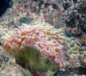 Top 5 Low Light Corals for a Beginner Reef Tank