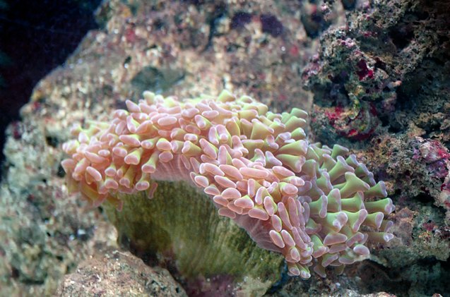 top 5 low light corals for a beginner reef tank