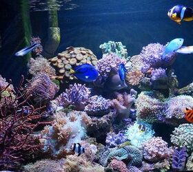 Colorful Tips for Starting a Nano Reef Tank