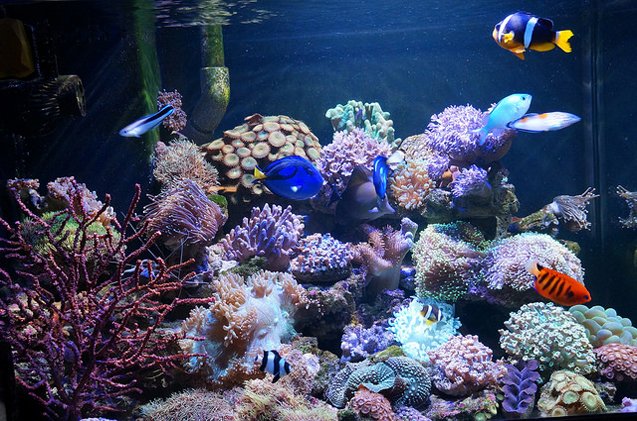 colorful tips for starting a nano reef tank