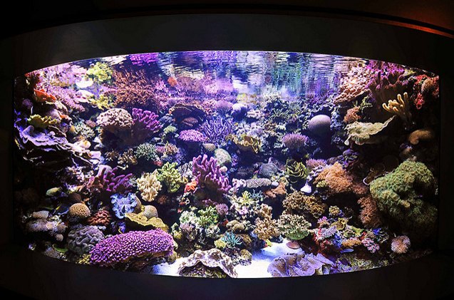 daily and weekly coral reef tank maintenance schedule