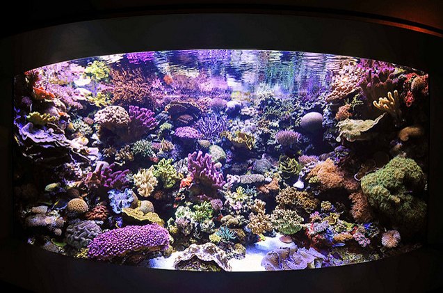 A closer look at Simple Reef Aquarium Maintenance Routine