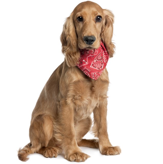 What Is A Cocker Spaniel Labrador