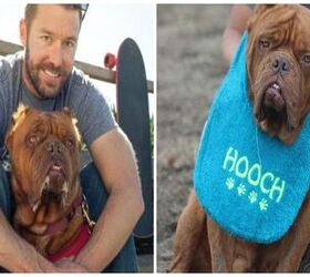 Hooch the French Mastiff Wins American Humane Emerging Hero Award