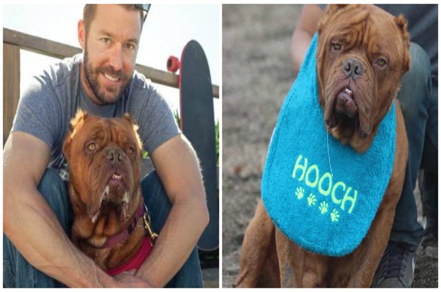 hooch the french mastiff wins american humane emerging hero award