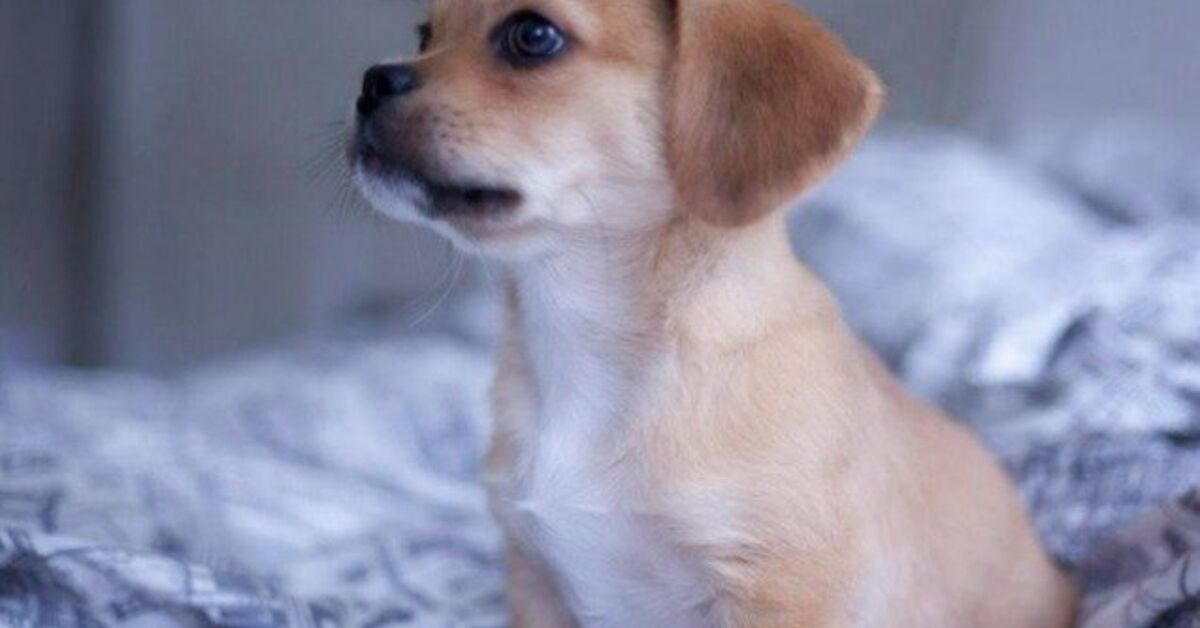 Peeagle Peagle Dog Breed Health, Temperament, Feeding, Training and Puppies ...
