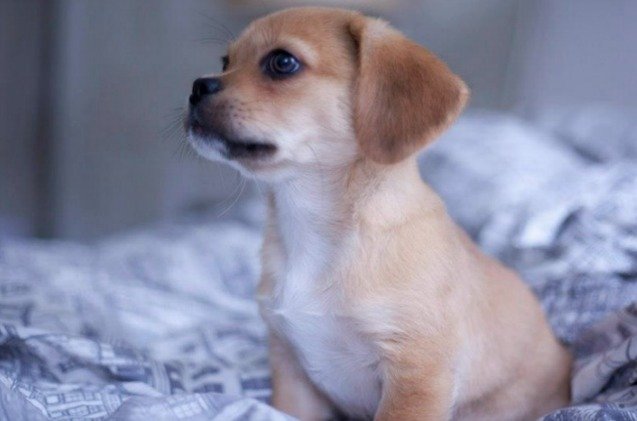 Peeagle Peagle Dog Breed Health, Temperament, Feeding, Training and Puppies ...