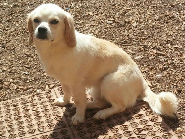 Peeagle Peagle Dog Breed Health, Temperament, Feeding, Training and Puppies ...