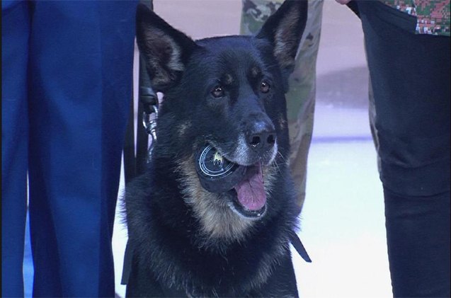 canine cutie wins it all with best puck drop ever video