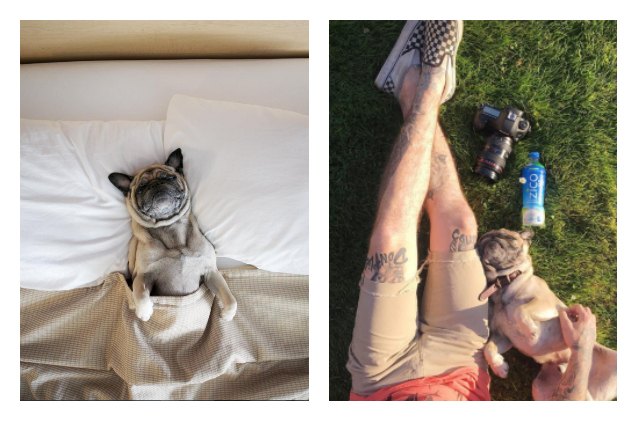 norm the pug takes over instagram thanks to photographer dad