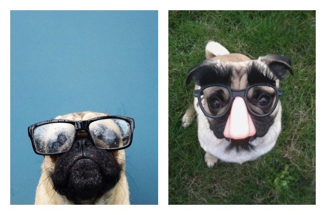 norm the pug takes over instagram thanks to photographer dad