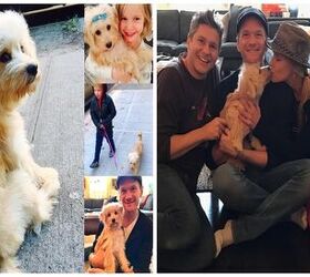 Neil Patrick Harris Adds a Rescue Pup To His Family