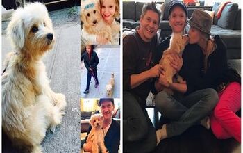 Neil Patrick Harris Adds a Rescue Pup To His Family
