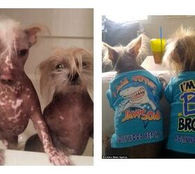 2 Ugly Furry Friends Have Faces Only Their Adoptive Mothers Could Love