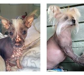 2 ugly furry friends have faces only their adoptive mothers could love