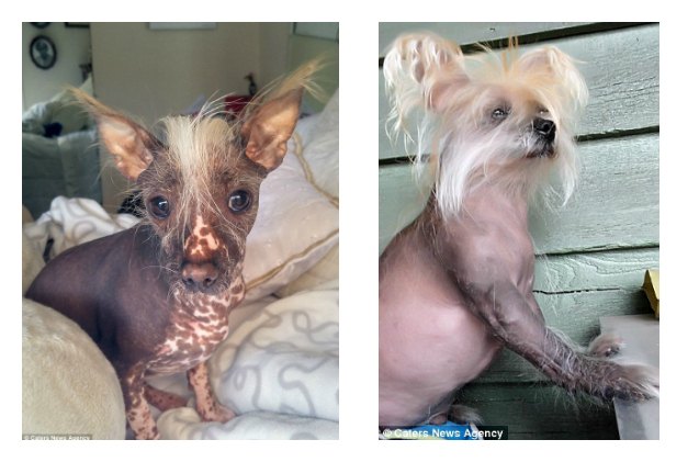 2 ugly furry friends have faces only their adoptive mothers could love