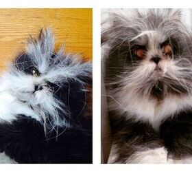 Cat or Dog? Only His Groomer Knows For Sure.