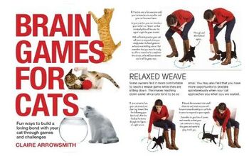 Get Book Smart With Brain Games for Cats