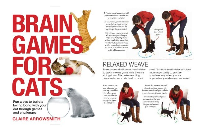 get book smart with brain games for cats