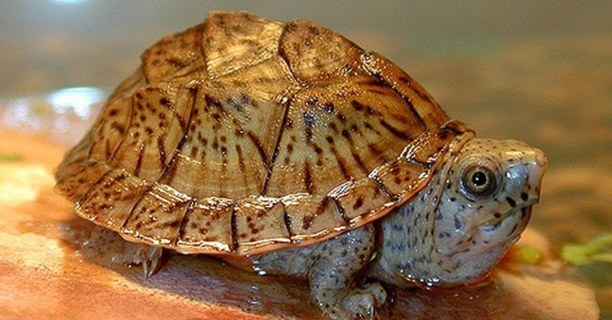 Loggerhead Musk Turtle Information And Pictures PetGuide PetGuide loggerhead-musk-turtle-information-and-pictures-petguide-petguide