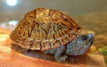 Common Musk Turtle Information and Pictures - PetGuide | PetGuide