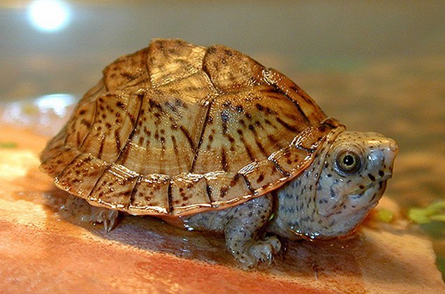 Loggerhead Musk Turtle Information and Pictures - PetGuide | PetGuide