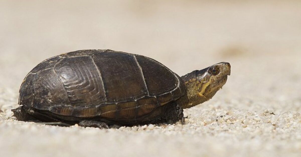 Muave Turtle Mud Turtle Basics, Information and Pictures - PetGuide | PetGuide