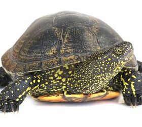 European Pond Turtle Information and Pictures - PetGuide | PetGuide