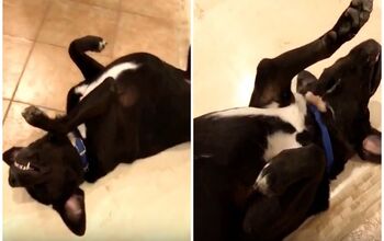 Motionless Mutt Wins the Mannequin Challenge! [Video]