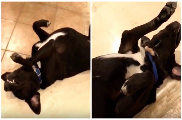 motionless mutt wins the mannequin challenge video