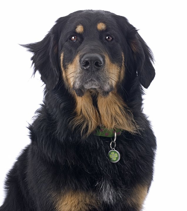 Er Fortælle Spiller skak Golden Mountain Dog Breed Health, Temperament, Training, Feeding and  Puppies - PetGuide | PetGuide