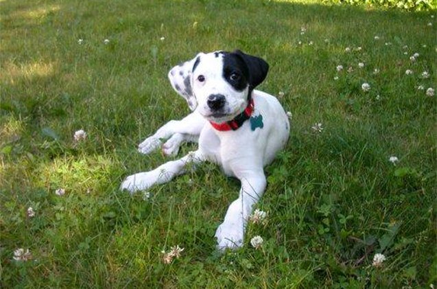 Boxerdoodle Puppy's Boxerdoodle Boxer Cross Poodle Puppies For Sale