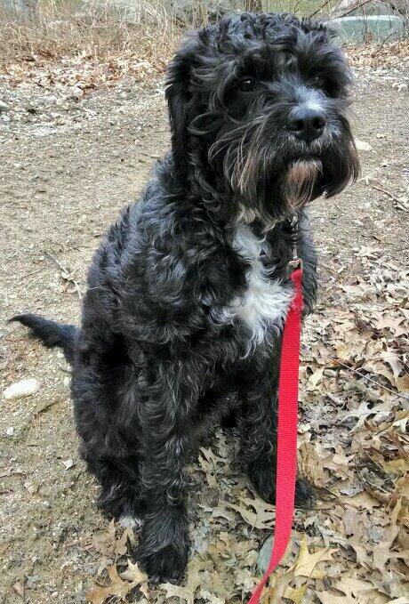 Boxerdoodle Dog Breed Information and Pictures - PetGuide | PetGuide