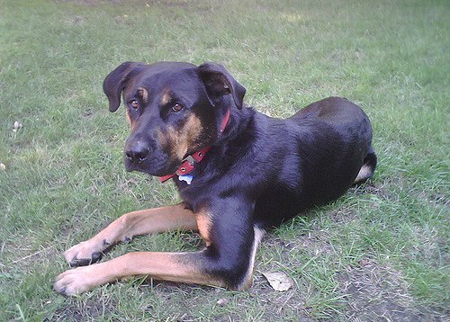 Roterman Rotterman Dog Breed Health, Temperament, Feeding, Training and Puppies ...