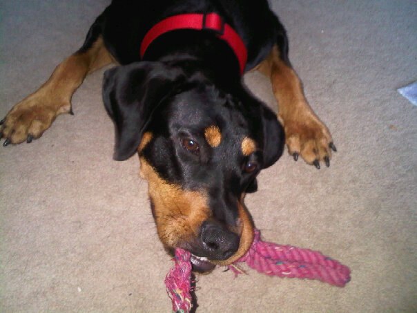 Roterman Rotterman Dog Breed Health, Temperament, Feeding, Training and Puppies ...
