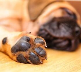 Why Do Your Dog’s Paws Smell Like Corn Chips? PetGuide