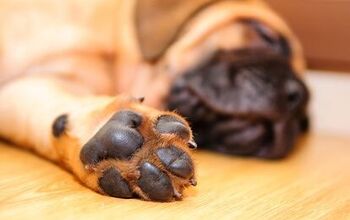 Why Do Your Dog’s Paws Smell Like Corn Chips?