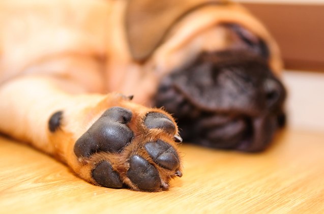 why do your dogs paws smell like corn chips